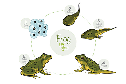 The truth about tadpoles and frogs