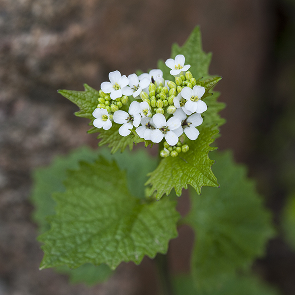 Image of Garlic mustard plant close up