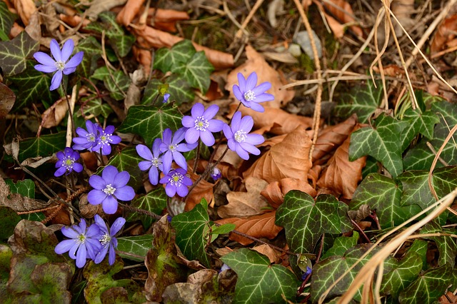 Hepatica