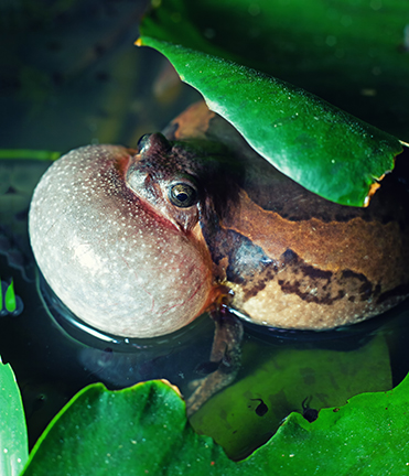 Amphibian
