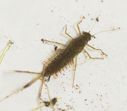 Mayfly Nymph Mayfly Nymph