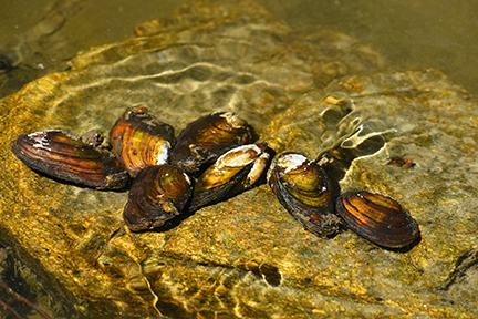Freshwater Mussel | EEK Wisconsin