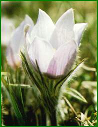 Pasqueflower