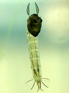Phantom Midge larva Phantom Midge larva
