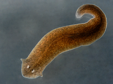  Planaria  EEK Wisconsin