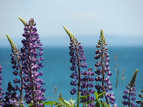 Purple lupines