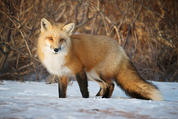 red fox habitat