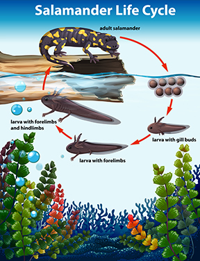 Graphic of salamander life cycle Graphic of salamander life cycle