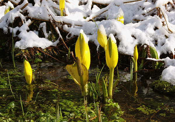 Late winter snow on early spring skunk cabbage