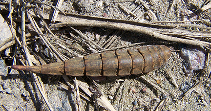 Soldier Fly larva Soldier Fly larva