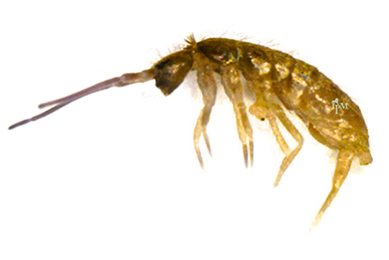 Springtail Springtail
