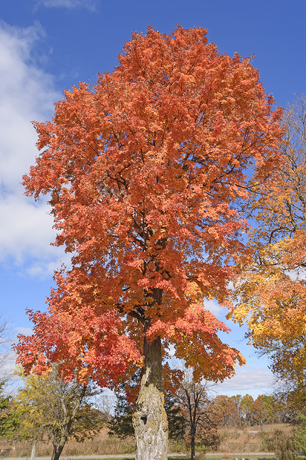 Sugar maple, Description, Uses, & Facts