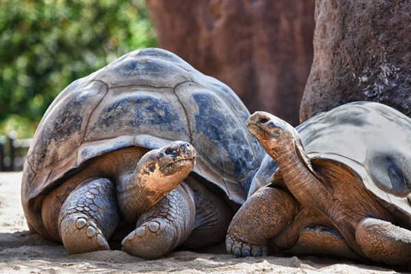 Tortoises