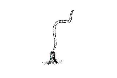 download live tubifex worms for sale near me download live tubifex worms for sale near me