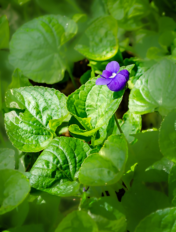 Pictures of violets