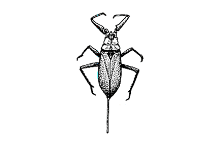 Water Scorpion Nepa Water Scorpion Nepa