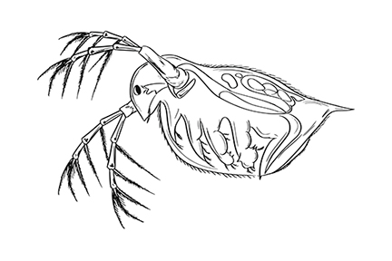 Water flea or daphnia Water flea or daphnia