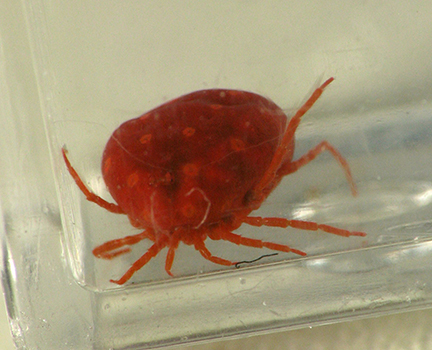 Water mite Water mite