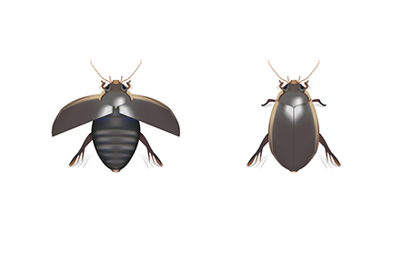 Water Scavenger Beetle Water Scavenger Beetle