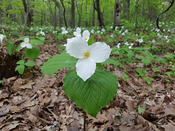 Large White Trillium EEK Wisconsin