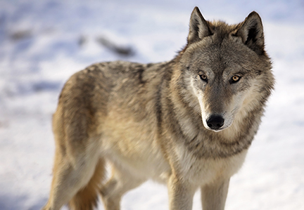 Gray wolf in snow Gray wolf in snow
