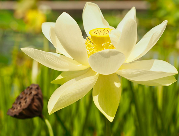 Yellow Lotus