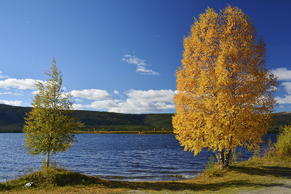 Yellow and green birch trees