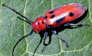 Milkweed beetle Milkweed beetle