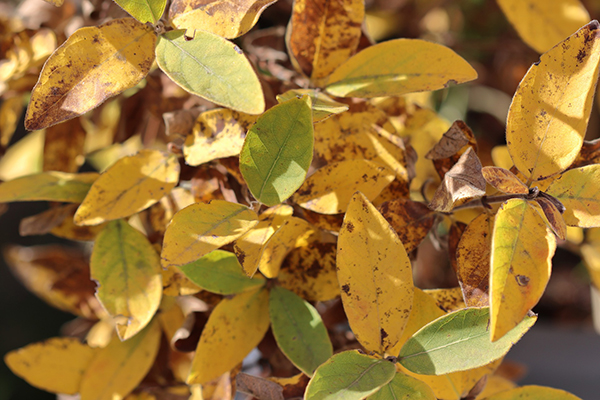 Why Do Leaves Change Color? | EEK Wisconsin