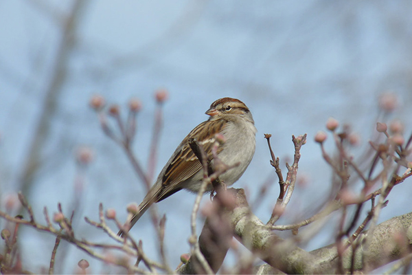 American Tree Sparrow in budding tree American Tree Sparrow in budding tree