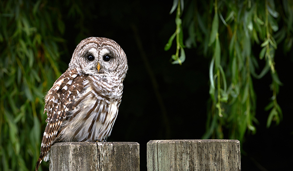 Barred Owl | EEK Wisconsin