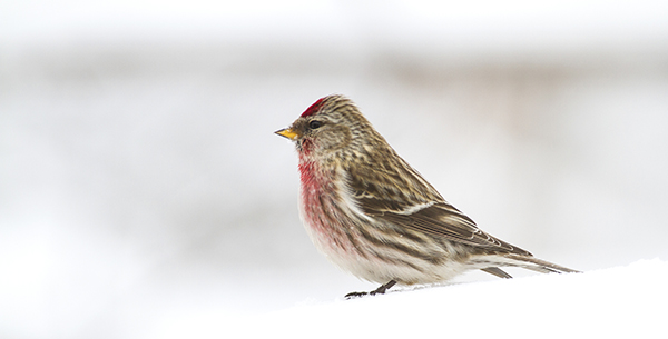 Common Redpoll Common Redpoll