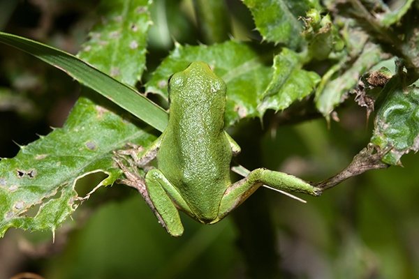 Cope'S Gray Treefrog | Eek Wisconsin