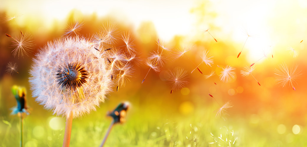 Dandelion In Field At Sunset