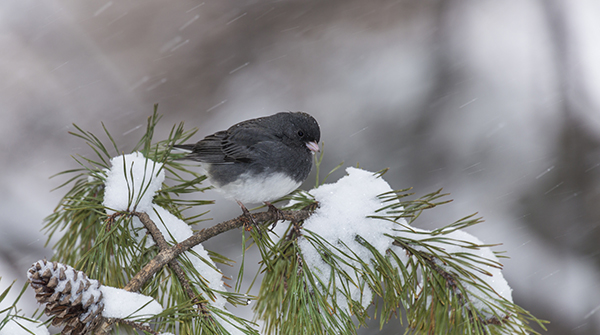 Dark-eyed Junco in tree Dark-eyed Junco in tree