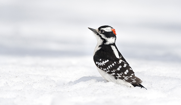 Downy Woodpecker Downy Woodpecker