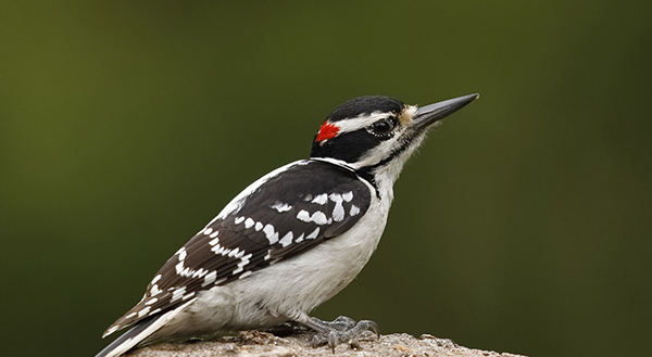 female and male downy woodpecker