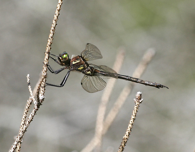 Hines emerald dragonfly on a twig Hines emerald dragonfly on a twig