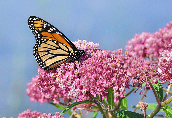 Monarch butterfly on milkweed