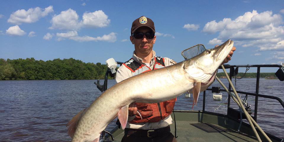 Muskellunge Muskellunge