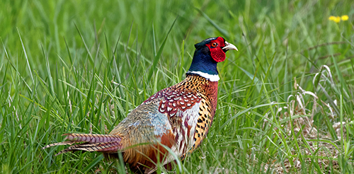 Ring-necked Pheasant Ring-necked Pheasant