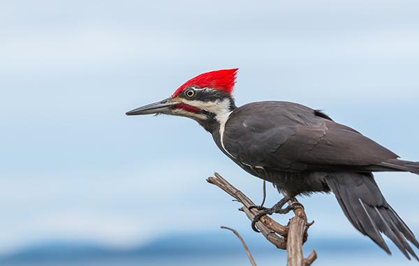 A Pileated Woodpecker