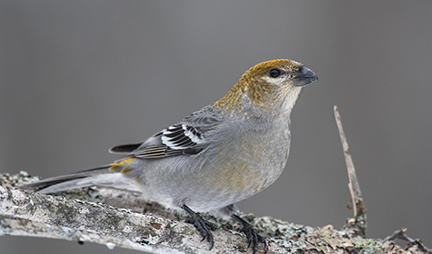 Pine Grosbeak | EEK Wisconsin
