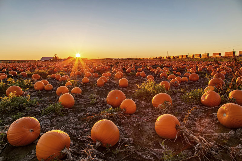 Pumpkin Fields