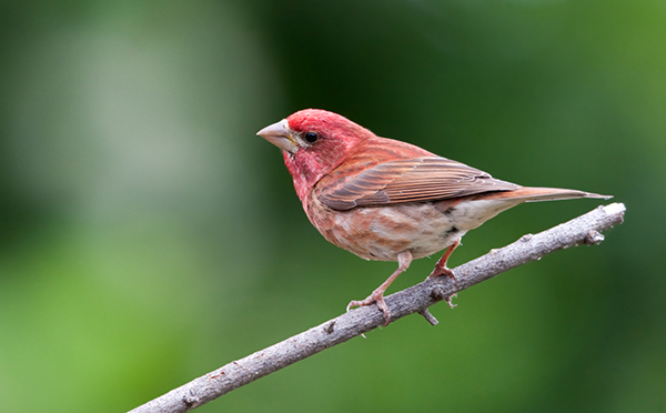 Purple Finch | EEK Wisconsin