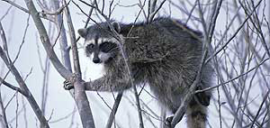 Raccoon in tree Raccoon in tree