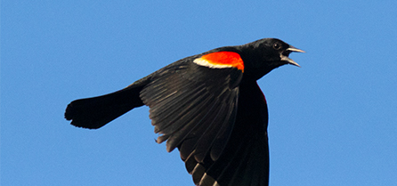Blackbird
