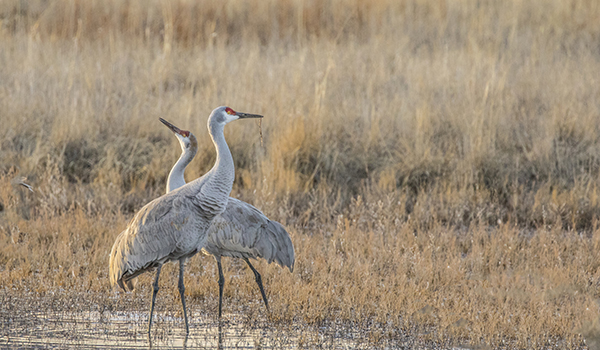 Sandhill Crane