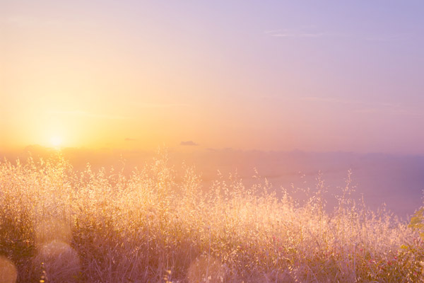 Summer Sunny Meadow