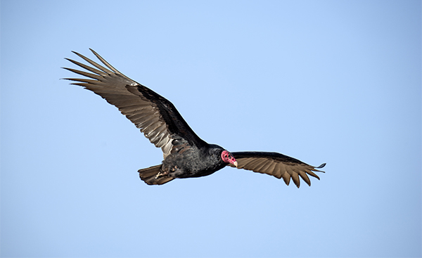 What's the difference?: turkey vulture vs. black vulture